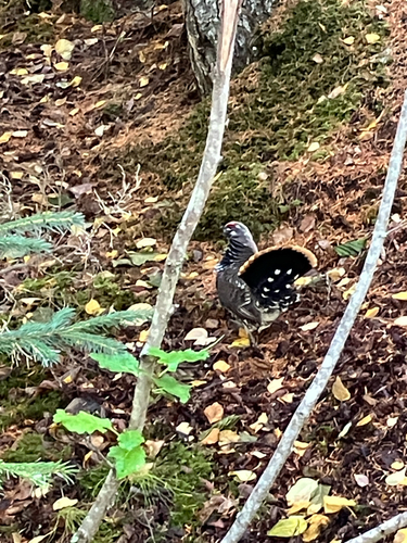 Spruce Grouse