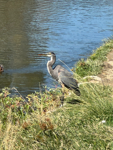 Great Blue Heron