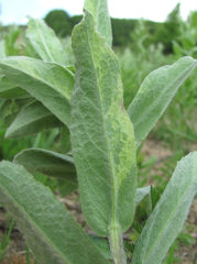 Pentanema germanicum