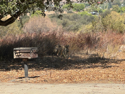 Coyote