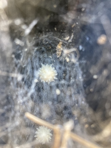 Brown Widow