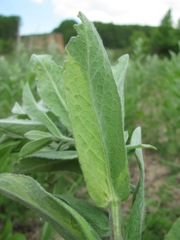 Pentanema germanicum