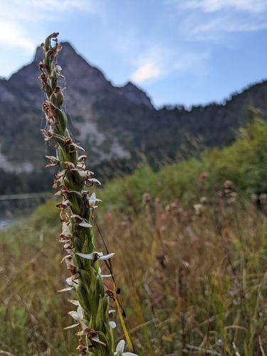 Platanthera dilatata observed 2026-09-06