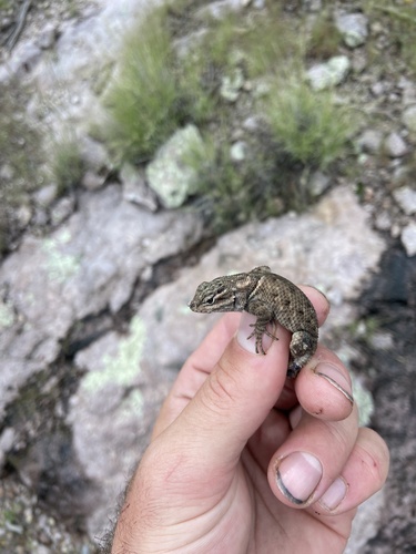 Sceloporus jarrovii observed 2026-09-30