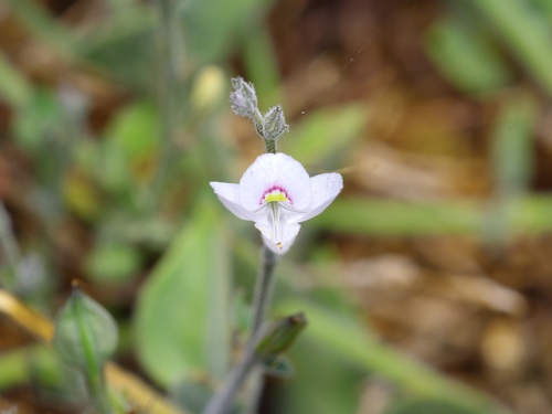 Torrey's wrightwort (Carlowrightia torreyana)