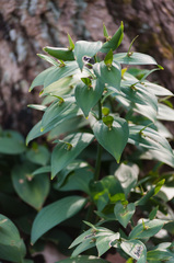 Ruscus hypoglossum