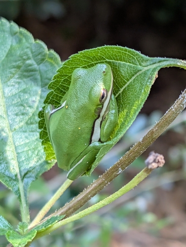 Green Treefrog