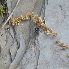 Pseudeuophrys erratica