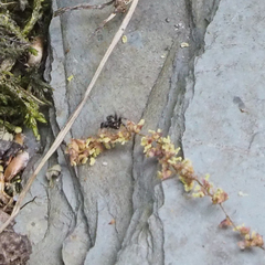 Pseudeuophrys erratica