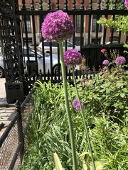 Allium