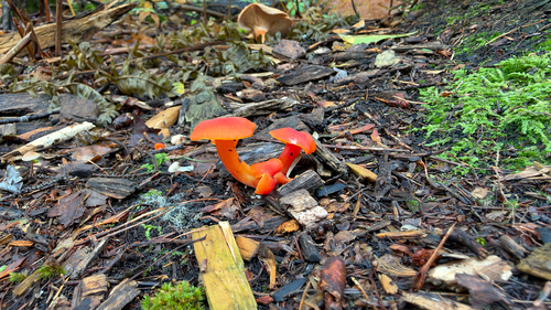 Vermilion Waxcap