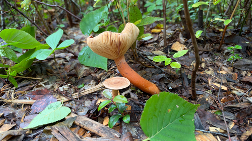Common Milkcaps