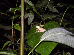 Rhacophorus margaritifer