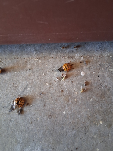 Asian Lady Beetle