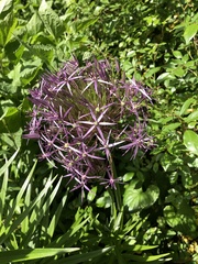 Allium