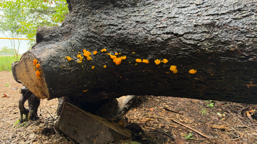 Orange Jelly Spot