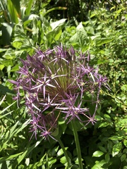 Allium