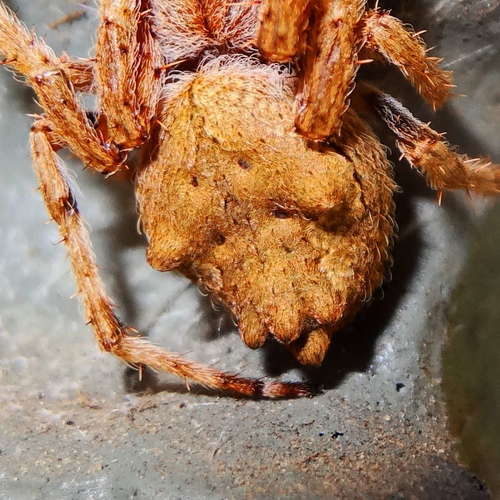 Knobbled Orbweaver photo 5