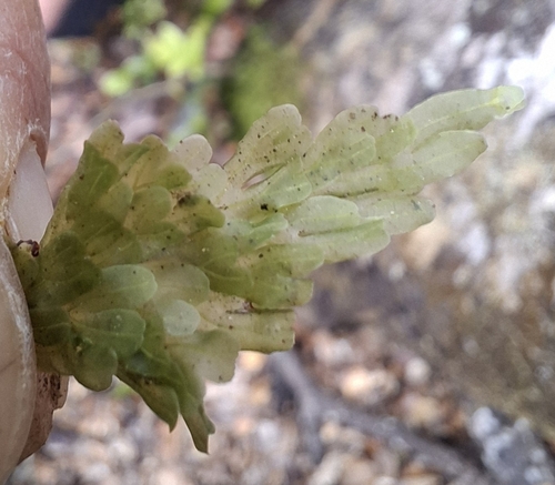 Hymenophyllum rarum observed 2026-10-01