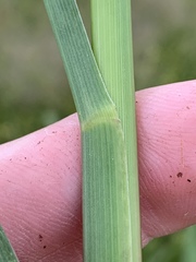 Tripsacum dactyloides