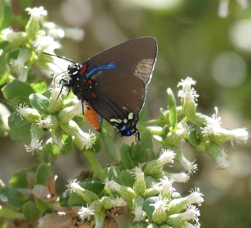 Great Purple Hairstreak