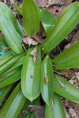 Scoliopus hallii