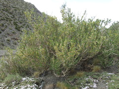 Schinus odonellii