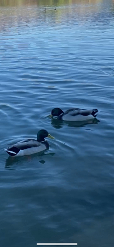 Mallard