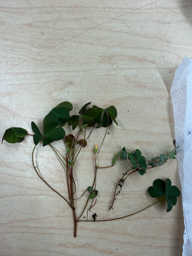 Creeping Woodsorrel