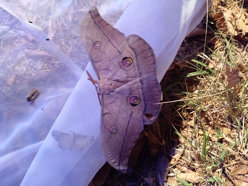Japanese Silk Moth