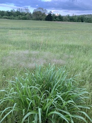 Tripsacum dactyloides