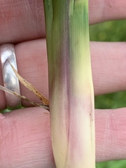 Tripsacum dactyloides