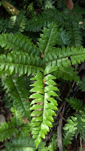 Adiantum latifolium, 2026-09-30