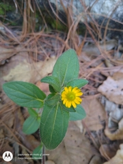 Melampodium montanum