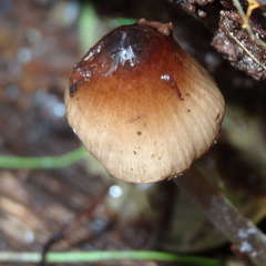 Mycena mulawaestris