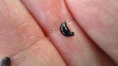 Polycelis nigra