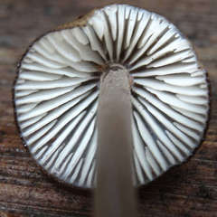 Mycena mulawaestris