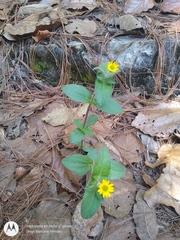 Melampodium montanum