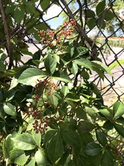 Parthenocissus quinquefolia