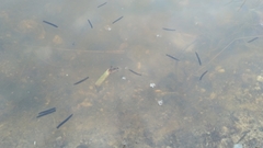 Polycelis nigra