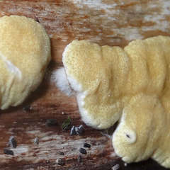 Trichoderma victoriense