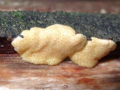 Trichoderma victoriense