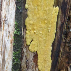 Trichoderma victoriense