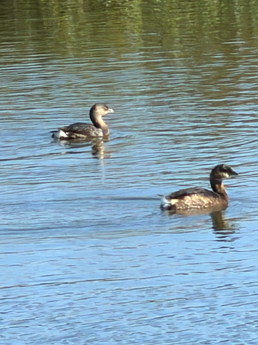 Pied-billed Grebe