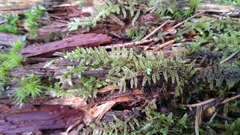 Bryophyta