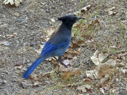 Steller's Jay