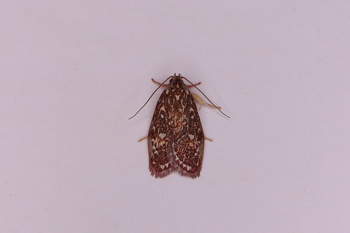 Euchaetis metallota