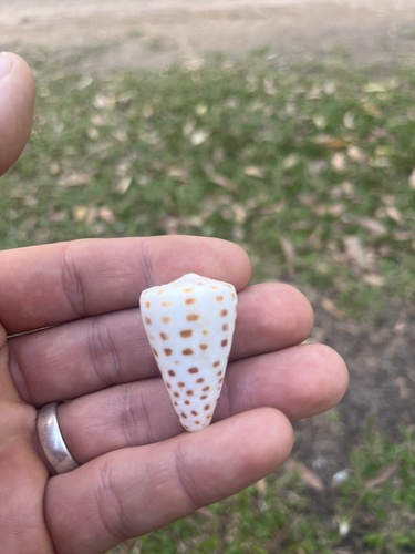 Conus eburneus polyglotta, 2026-09-30
