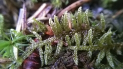 Bryophyta