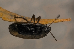 Ochetostethus